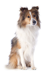 Image showing shetland dog