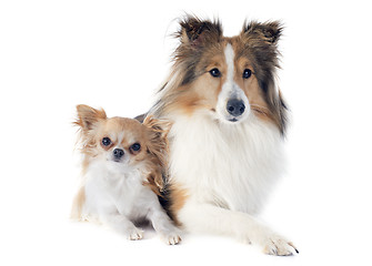 Image showing shetland dog and chihuahua