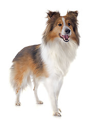 Image showing shetland dog