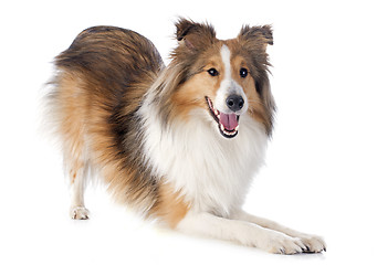 Image showing shetland dog