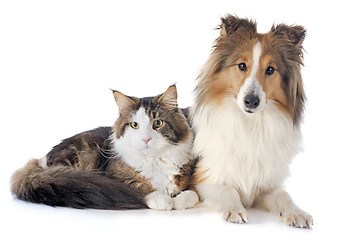 Image showing shetland dog ans maine coon cat