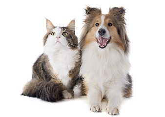 Image showing shetland dog and maine coon cat