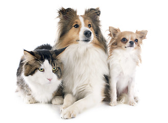 Image showing dogs and cat