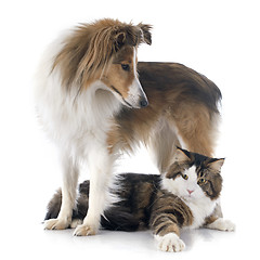 Image showing shetland dog ans maine coon cat