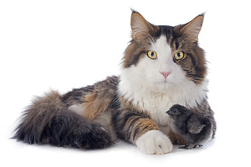 Image showing maine coon cat and chick