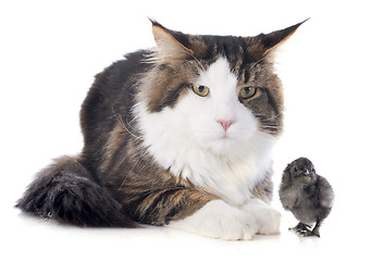 Image showing maine coon cat and chick