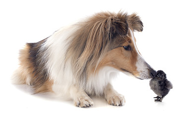 Image showing shetland dog and chick