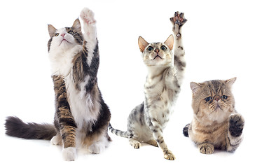 Image showing playing cats