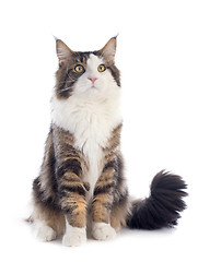 Image showing maine coon cat