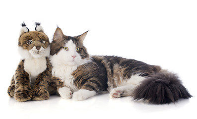 Image showing maine coon cat and cuddly toy