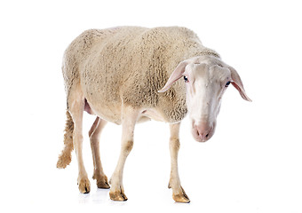 Image showing adult ewe