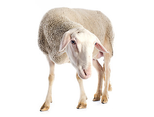 Image showing adult ewe