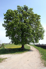 Image showing Lonely Tree