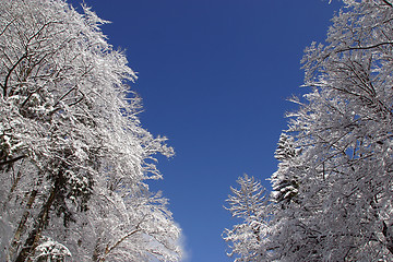 Image showing Winter landscape trees under snow