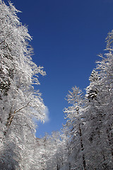 Image showing Winter landscape trees under snow