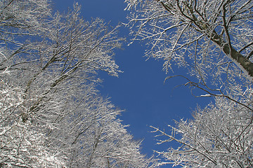 Image showing Winter landscape trees under snow