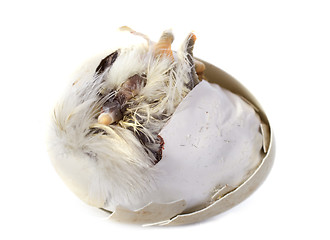 Image showing  hatching