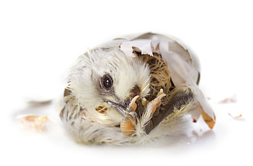 Image showing  hatching