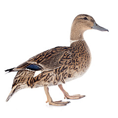 Image showing female duck