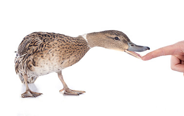 Image showing female duck