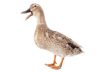 Image showing female duck