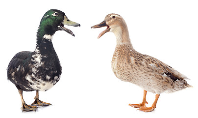 Image showing two ducks