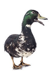 Image showing male duck