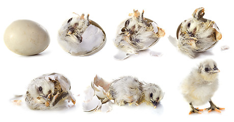 Image showing hatching