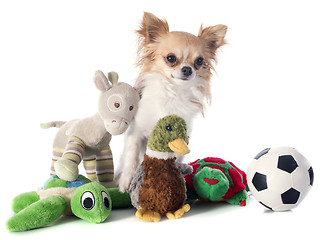 Image showing chihuahua and toys