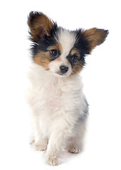 Image showing papillon puppy