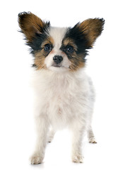 Image showing papillon puppy