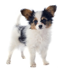 Image showing papillon puppy