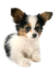 Image showing papillon puppy