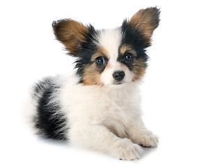 Image showing papillon puppy