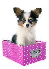Image showing papillon puppy in a box