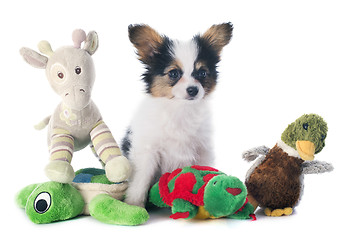 Image showing papillon puppy and toys