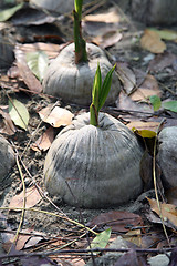 Image showing Coconut seeding in the farmland