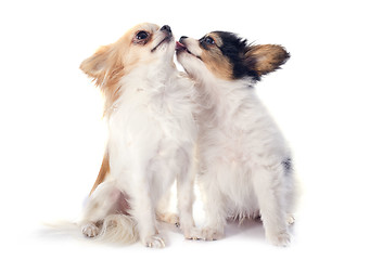 Image showing papillon puppy and chihuahua