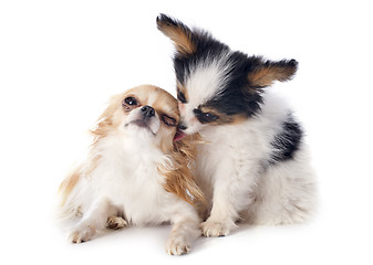 Image showing papillon puppy and chihuahua