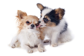 Image showing papillon puppy and chihuahua