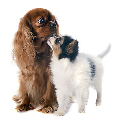 Image showing papillon puppy and cavalier king charles