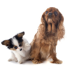 Image showing papillon puppy and cavalier king charles