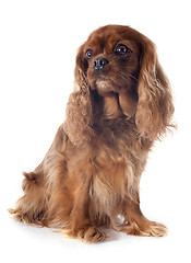 Image showing cavalier king charles