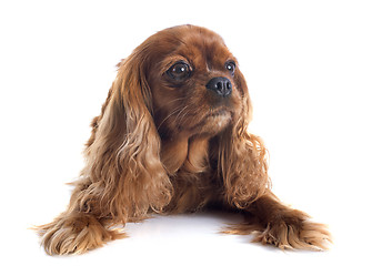 Image showing cavalier king charles