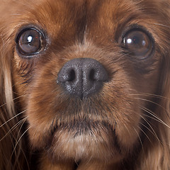 Image showing cavalier king charles