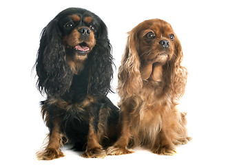 Image showing two cavalier king charles