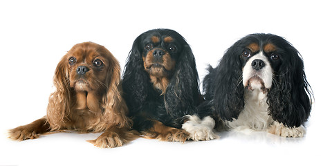 Image showing three cavalier king charles