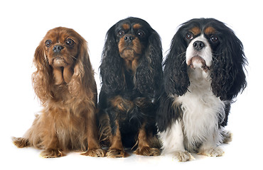 Image showing three cavalier king charles