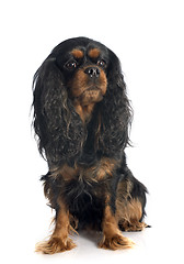 Image showing cavalier king charles