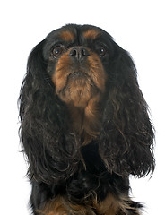 Image showing cavalier king charles